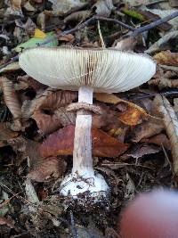 Chlorophyllum olivieri image