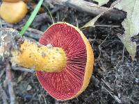 Cortinarius semisanguineus image