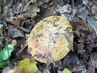 Cortinarius olearioides image