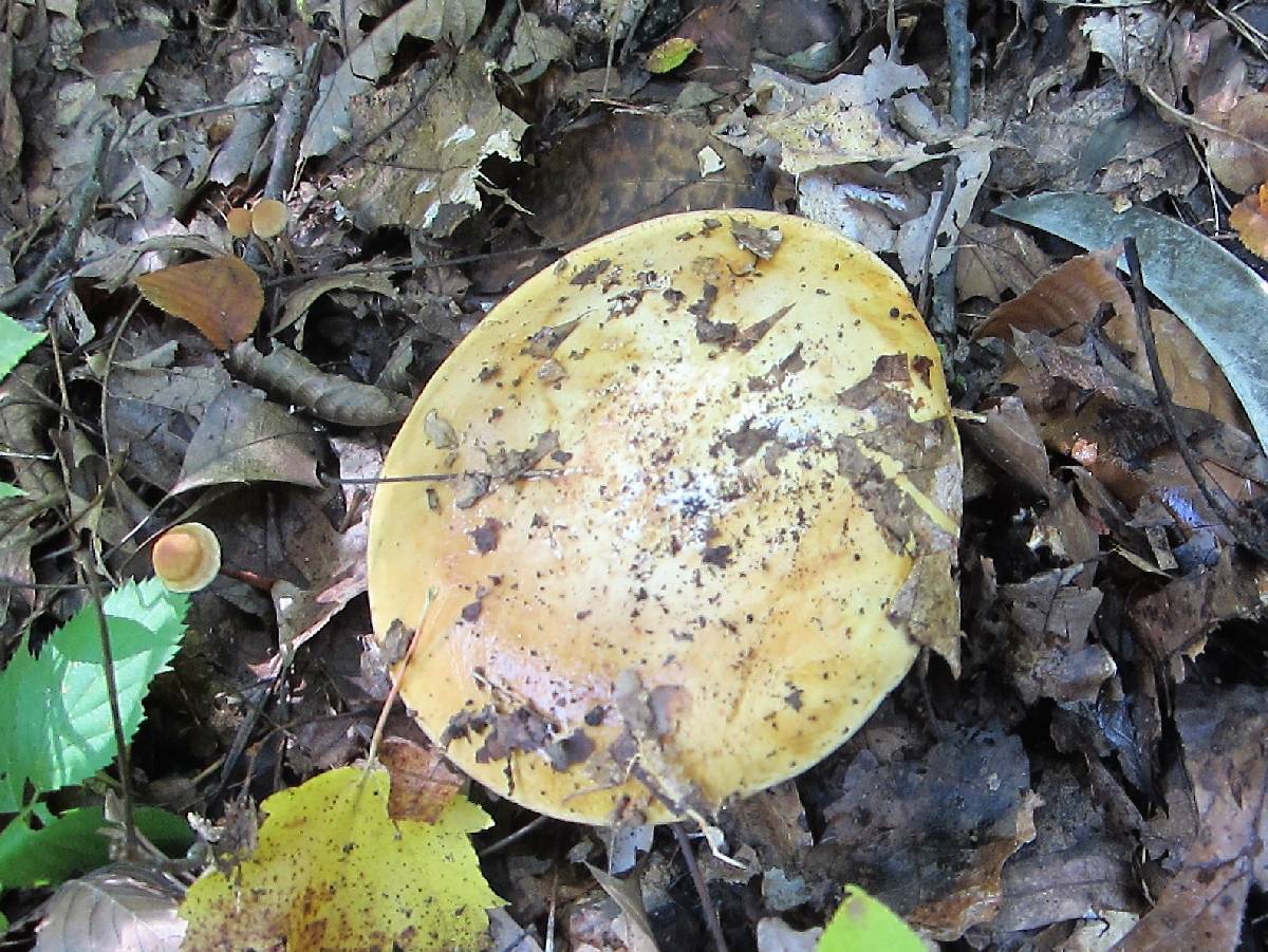 Cortinarius olearioides image