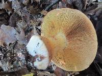 Cortinarius olearioides image