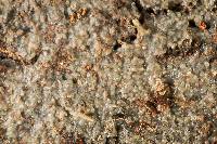 Exidiopsis galzinii image