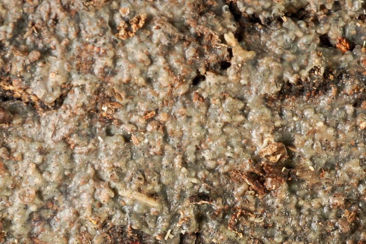 Exidiopsis galzinii image