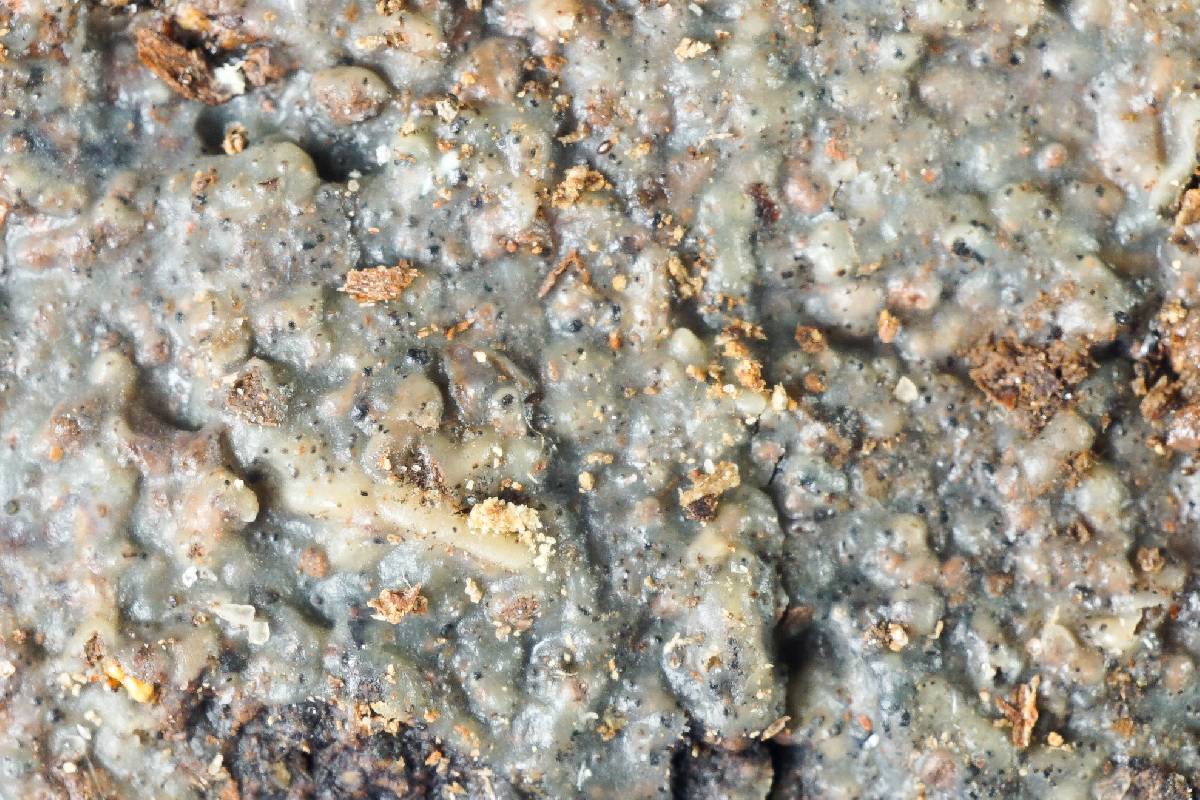 Exidiopsis galzinii image