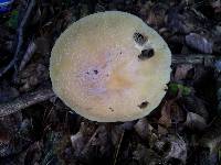 Cortinarius caperatus image