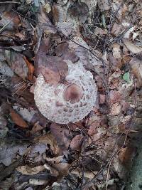 Chlorophyllum olivieri image