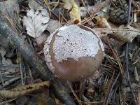 Amanita excelsa image