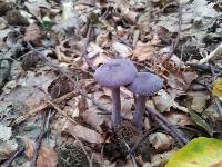 Laccaria amethystina image