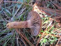 Chroogomphus vinicolor image