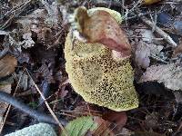 Boletus chrysenteron image