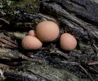 Lycogala epidendrum image