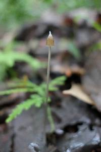 Entoloma dragonosporum image