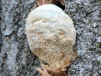 Trametes gibbosa image