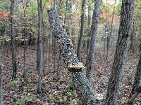 Trametes hirsuta image