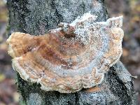 Trametes hirsuta image