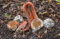 Clathrus columnatus image