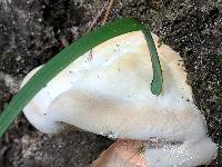 Trametes gibbosa image