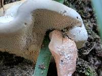 Trametes gibbosa image