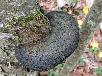 Phellinus nigricans image