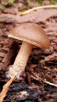 Agrocybe firma image