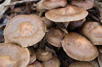 Agrocybe sororia image