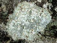 Lecanora glabrata image