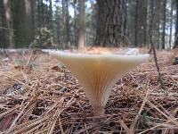 Ampulloclitocybe clavipes image