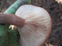 Lactarius rufus image