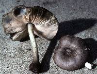 Pluteus americanus image