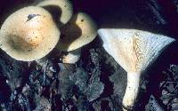 Lactarius maculatipes image