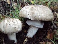 Agaricus moelleri image