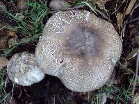 Agaricus moelleri image