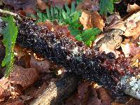 Exidia recisa image
