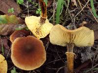 Cystoderma fallax image