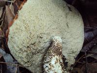 Leccinum manzanitae image