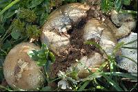 Lycoperdon excipuliforme image