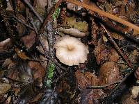 Clitocybe salmonilamella image