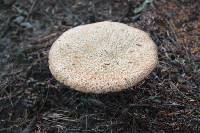 Suillus spraguei image