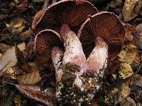 Cortinarius traganus image