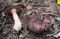 Russula xerampelina image