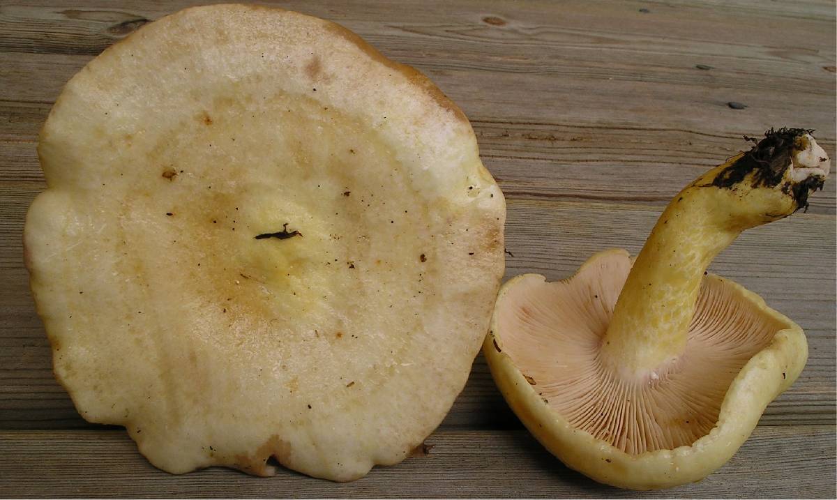 Lactarius flavopalustris image