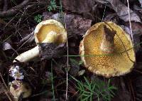 Suillus americanus image