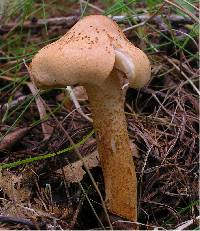 Tricholoma psammopus image