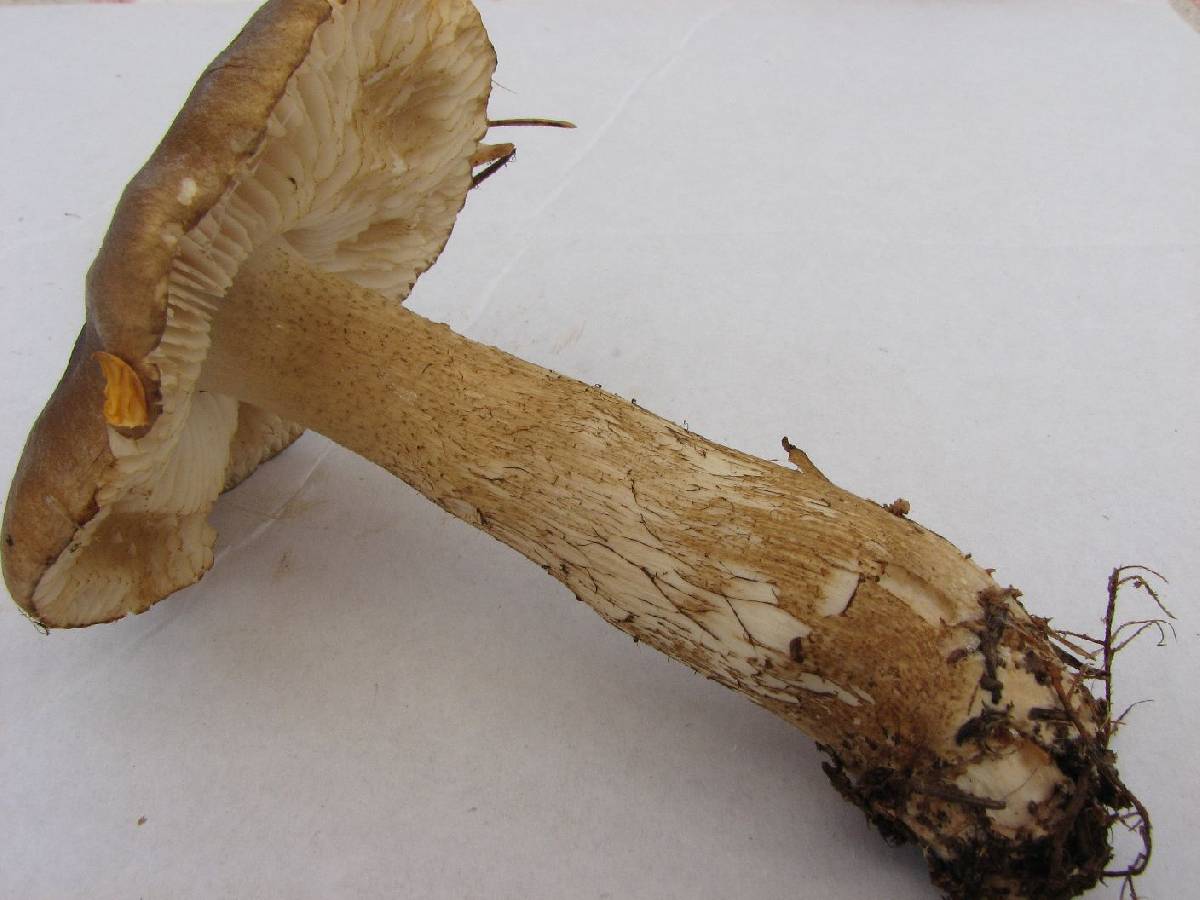 Tricholoma fucatum image