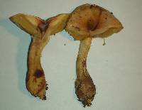 Cortinarius superbus image