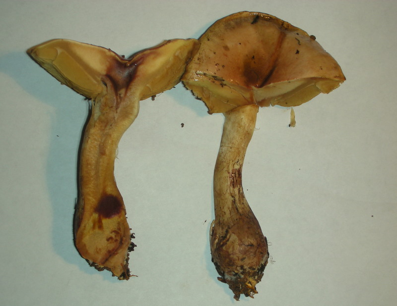 Cortinarius superbus image