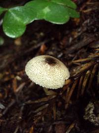 Lepiota atrodisca image