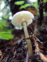 Lepiota atrodisca image