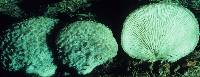 Hohenbuehelia mastrucata image