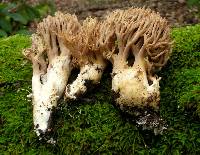 Ramaria violaceibrunnea image